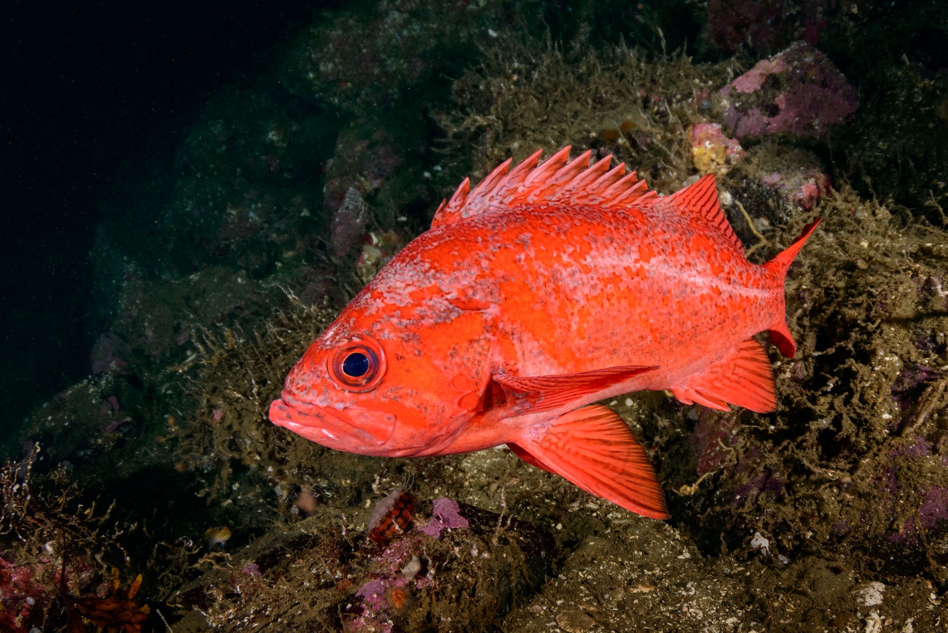 Морской окунь фото рыбы с головой